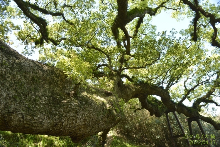 ★志々島の楠の木⑮★2022-04-17 150 (750x500)