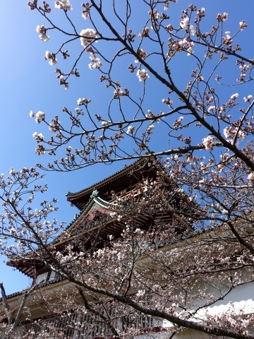 桃山城の桜咲く2203