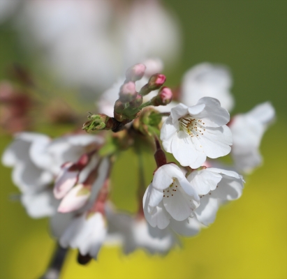桜と菜の花北本
