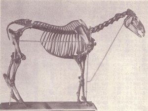 エクリプスの骨格標本