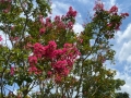 南部丘陵公園　百日紅の花