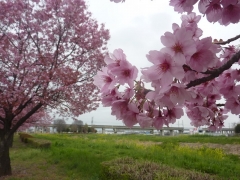 2色の桜並木20220403 (3)