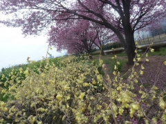 2色の桜並木20220403 (4)