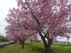 2色の桜並木20220403 (1)