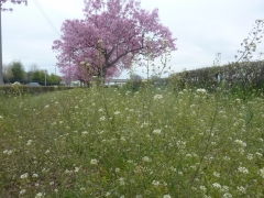2色の桜並木20220403 (2)