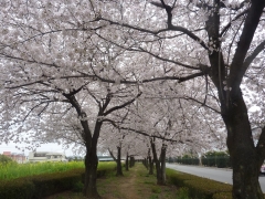 2色の桜並木20220403 (7)