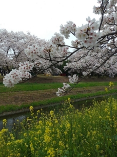 H市の桜202204 (1)