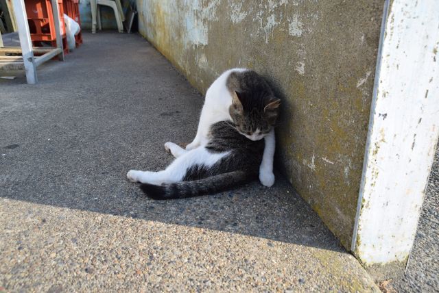 酔っ払って道で寝ているサラリーマン風の猫