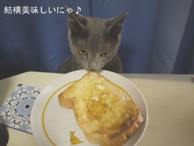 バタートーストを食べる猫