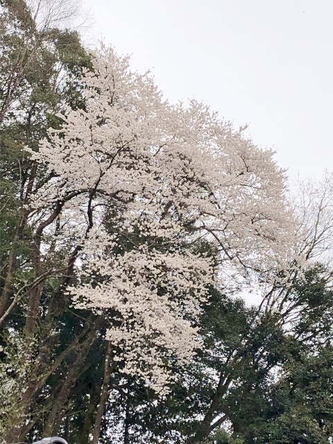 裏山の山桜2022