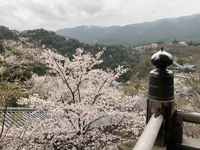 長谷寺　朝のお勤め　登廊　咲き誇る桜