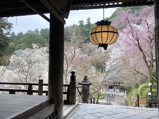 長谷寺　朝のお勤め　相の間から見る桜