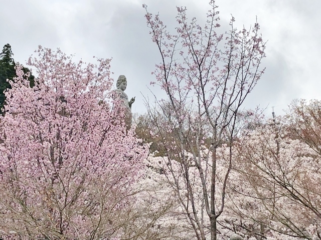 南法華寺　桜と巨大石仏