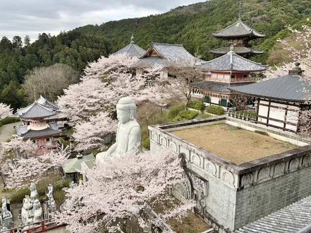 壷阪寺　境内と桜