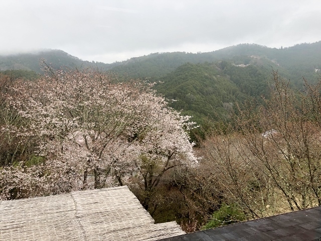 湯川屋　朝食会場からの桜