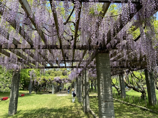 福岡城跡　藤の花