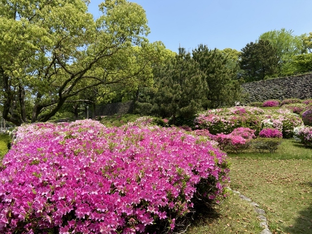 福岡城跡　つつじの庭園