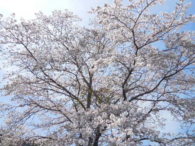 2022sakura2.jpg