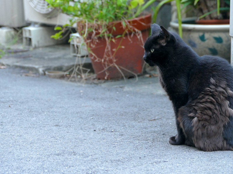 ボサボサな黒猫1