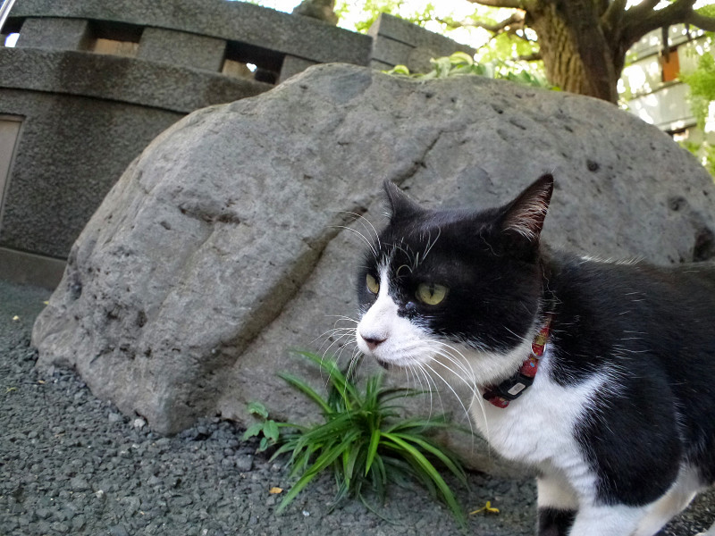 岩の前の黒白猫1