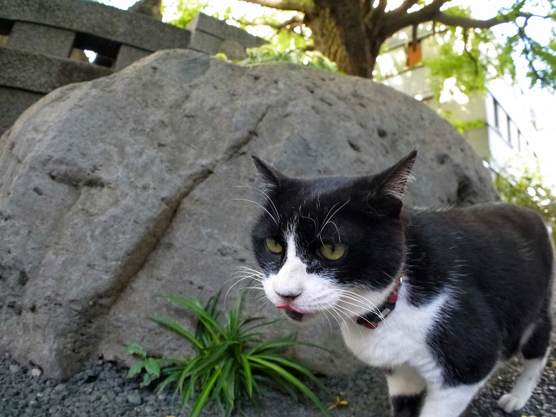 岩の前の黒白猫2