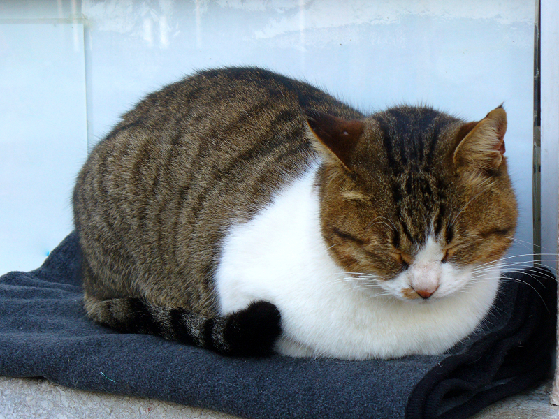 専用毛布で寝てるキジ白猫1