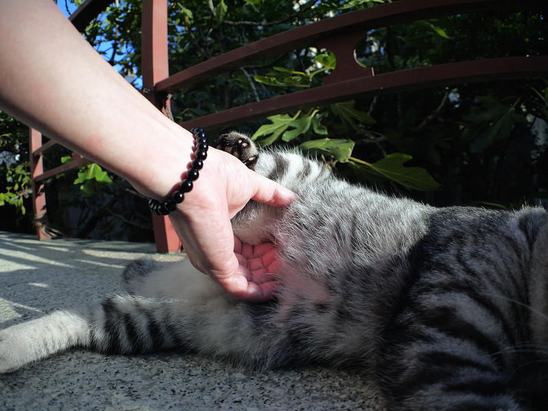お腹を触られるサバトラ猫3