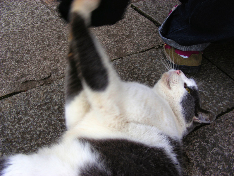 触られて興奮するグレー白猫2