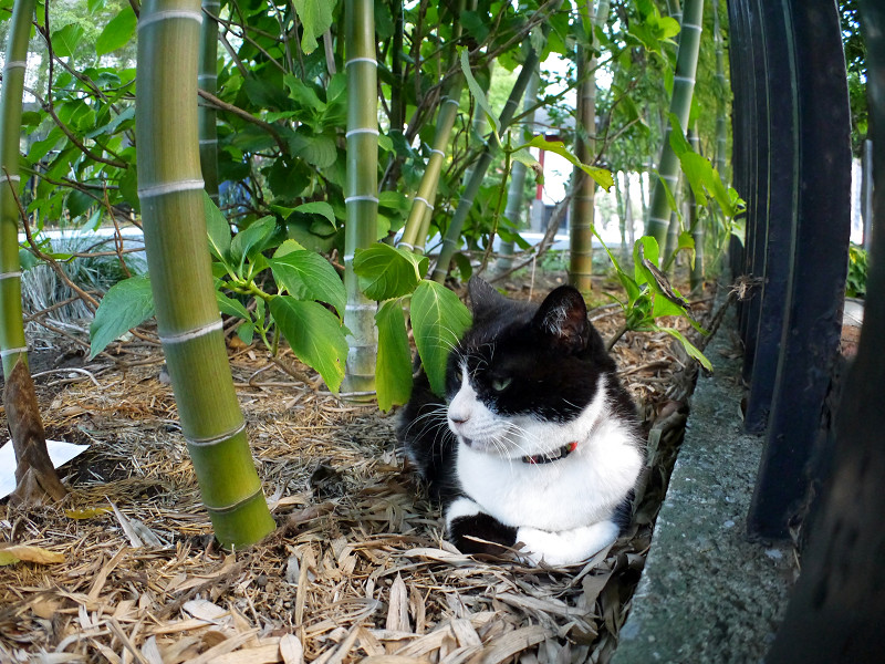 竹林と黒白猫1