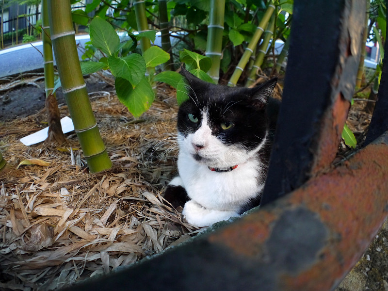 竹林と黒白猫2