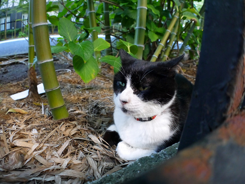 竹林と黒白猫3