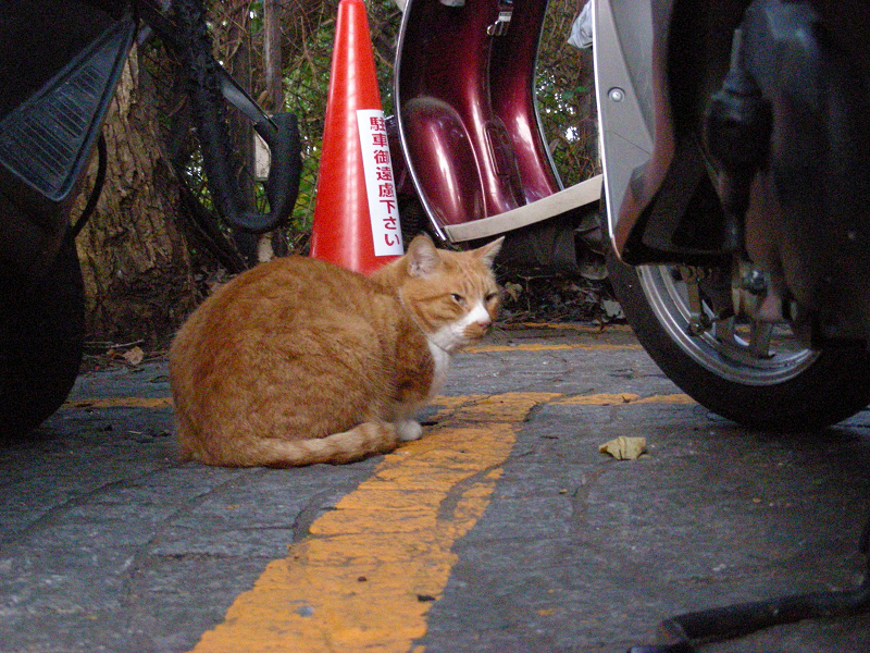 駐輪場の茶白猫1