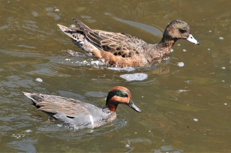 carom-with wigeon