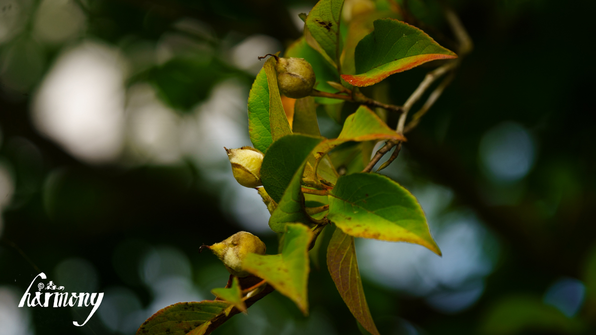 DSC00316.jpg